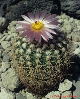 Notocactus cv. rauschii x herterii 